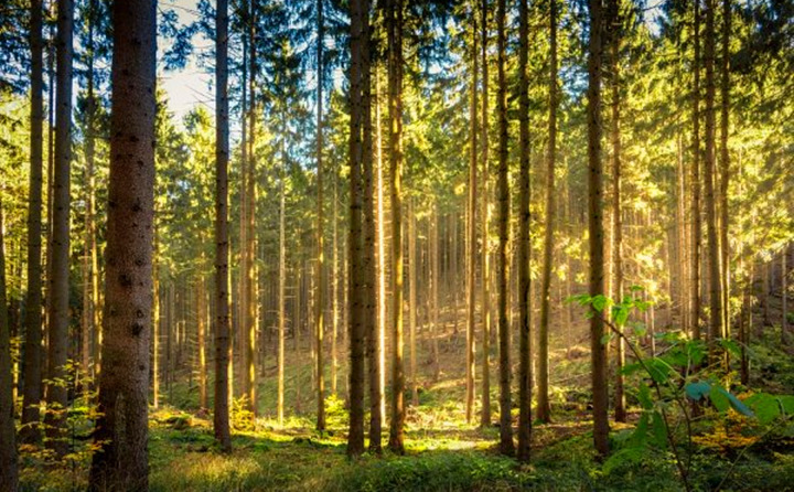 如果環(huán)境氣候破壞事件持續(xù)的增加，那么這些外部因素將導致對顆粒燃料的更高需求