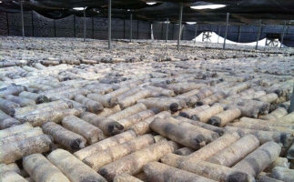 廢舊菌棒如何廢物利用？用鋸末顆粒機(jī)能增加收入